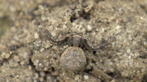 Réf. 230 662 : Xysticus acerbus